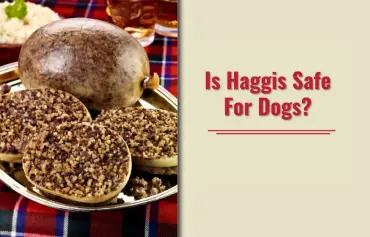 Can dogs eat haggis? Pro/Cons & Alternatives